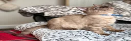 Bengal cats for sale: TICA registered Seal Solid Silver Mink Bengals - Advert 32