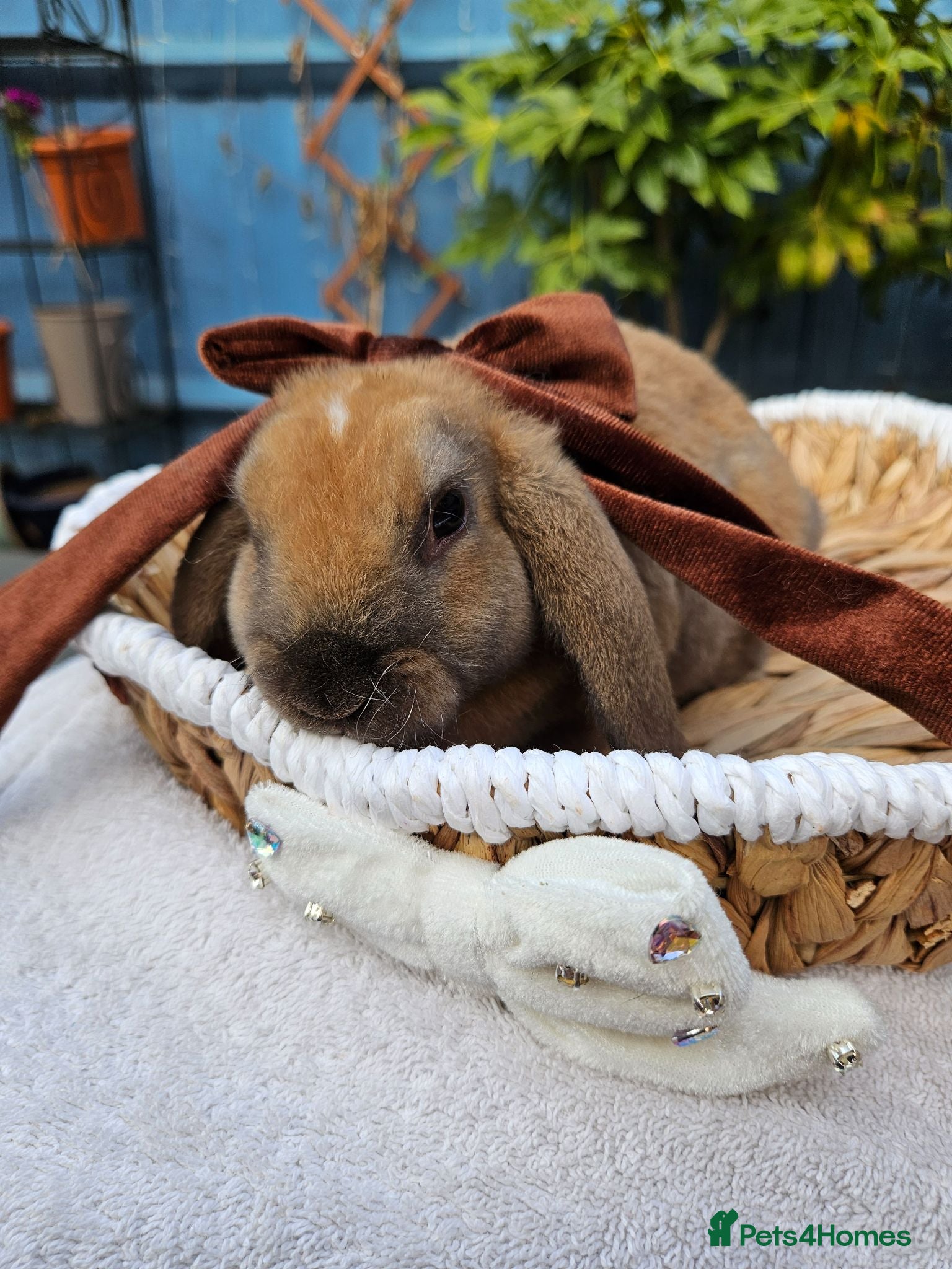 Mini Lop rabbits Purebred Mini Plush Lops- Suffolk - Advert 2