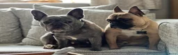 French Bulldog dogs for sale: 2 French Bulldogs to rehome  - Advert 7