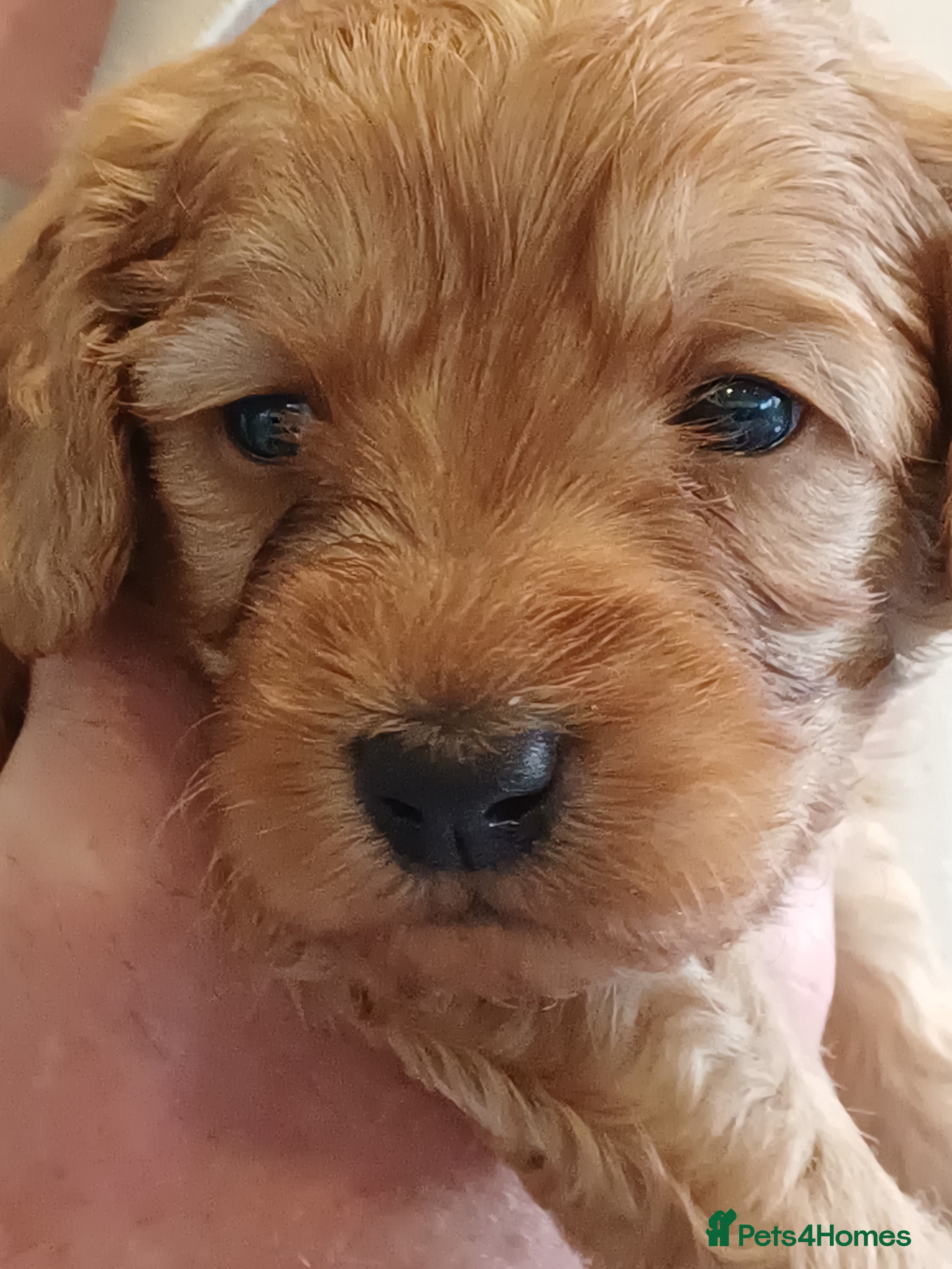 Cavapoo dogs HEALTH-TESTED CAVAPOO ETHICAL RESPONSIBLE BREEDING - Advert 2