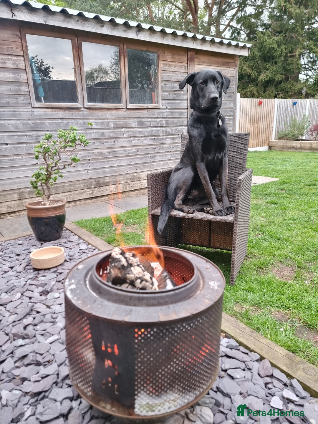 Mixed Breed dogs for sale: Diesel (Sheprador) - Advert 3