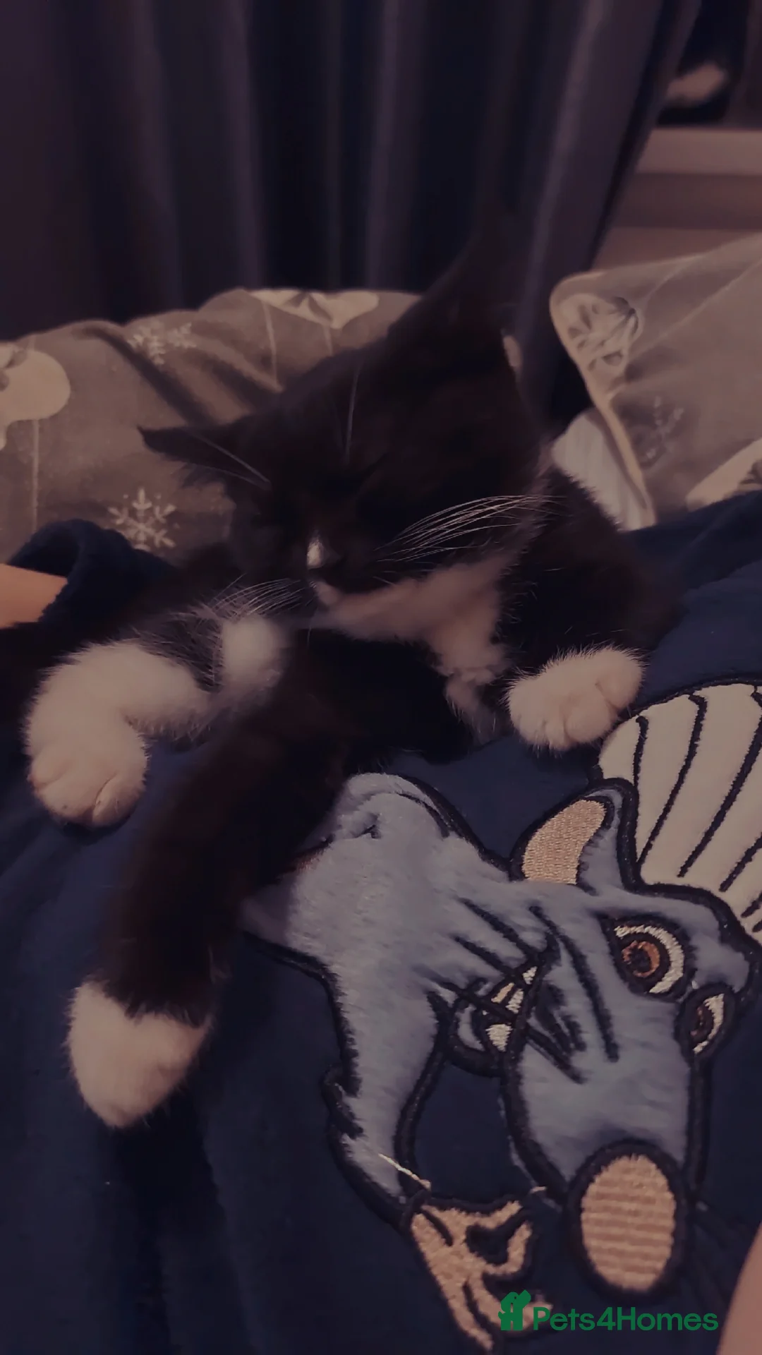 British Shorthair cats for sale: REDUCED !!!! FIVE British short-haired mixed breed - Advert 5