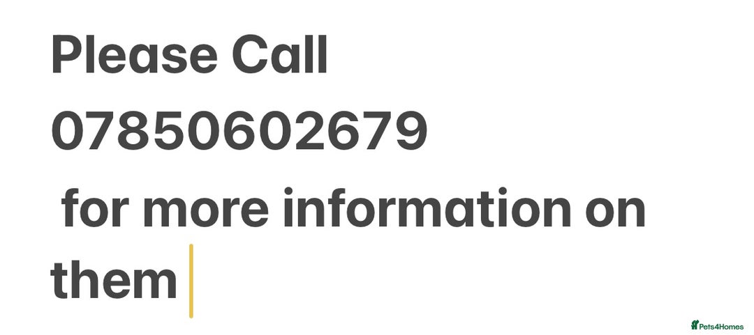 Cavapoo dogs for sale: Gorgeous Toy F1 Cavapoo Puppies  - Advert 11