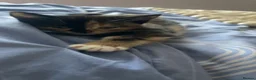 Mixed Breed cats for sale: Babies looking for lifetime homes  in Birmingham - Advert 8