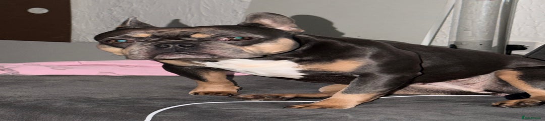 Female 4 year old blue n tan French bulldog 