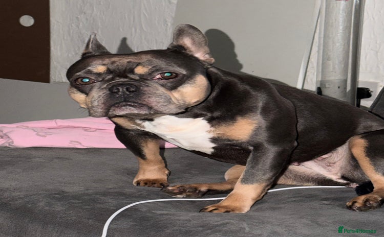 French Bulldog dogs Female blue n tan French bulldog  - Advert 12