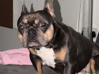 French Bulldog dogs for sale: Female blue n tan French bulldog - Advert 1
