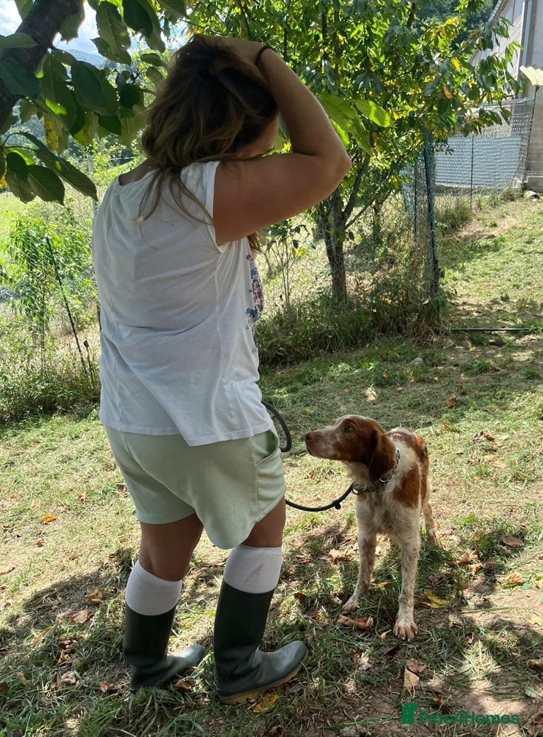 Brittany Spaniel dogs for adoption: Wilfred, a gorgeous Brittany - Image 6