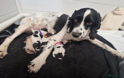 Sprocker dogs for sale: Sprocker spaniels for sale - Image 5