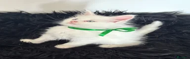 Maine Coon Kitten 2