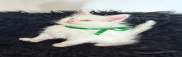 Maine Coon cats for sale: Gorgeous, stunning tica registered Maine coons in Sunderland - Advert 7