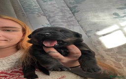 Mixed Breed dogs for sale: Beautiful Black Labrador/Rottweiler puppies - Image 4