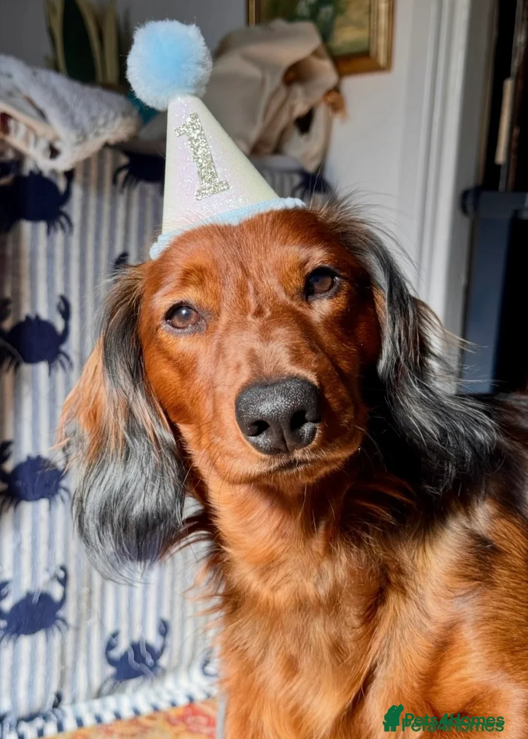 Dachshund dogs for sale: Charlie the Dachsund - Advert 7