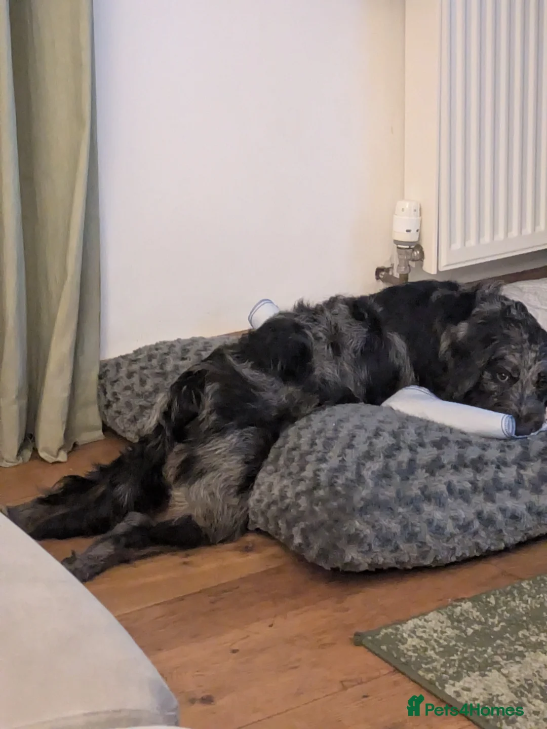 Labradoodle dogs for sale: Fully male labradoodle - Advert 2