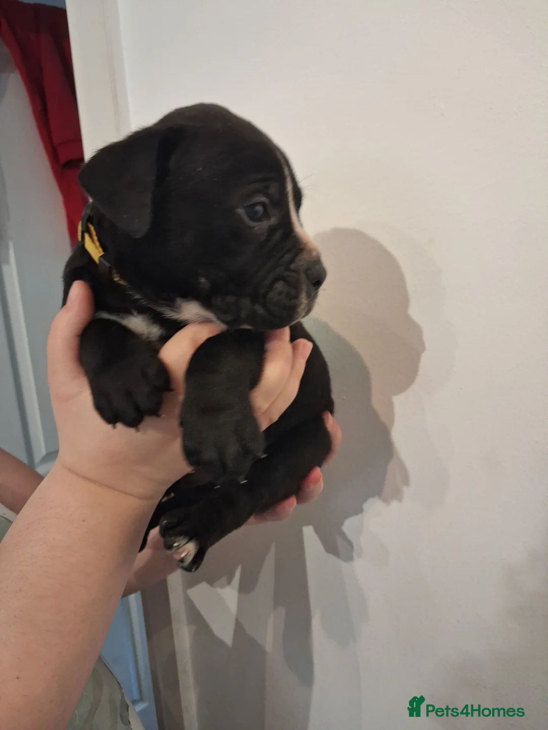Mixed Breed dogs for sale: Alapaha Blue Blood Bulldog X Cane Corso Puppies  - Advert 16