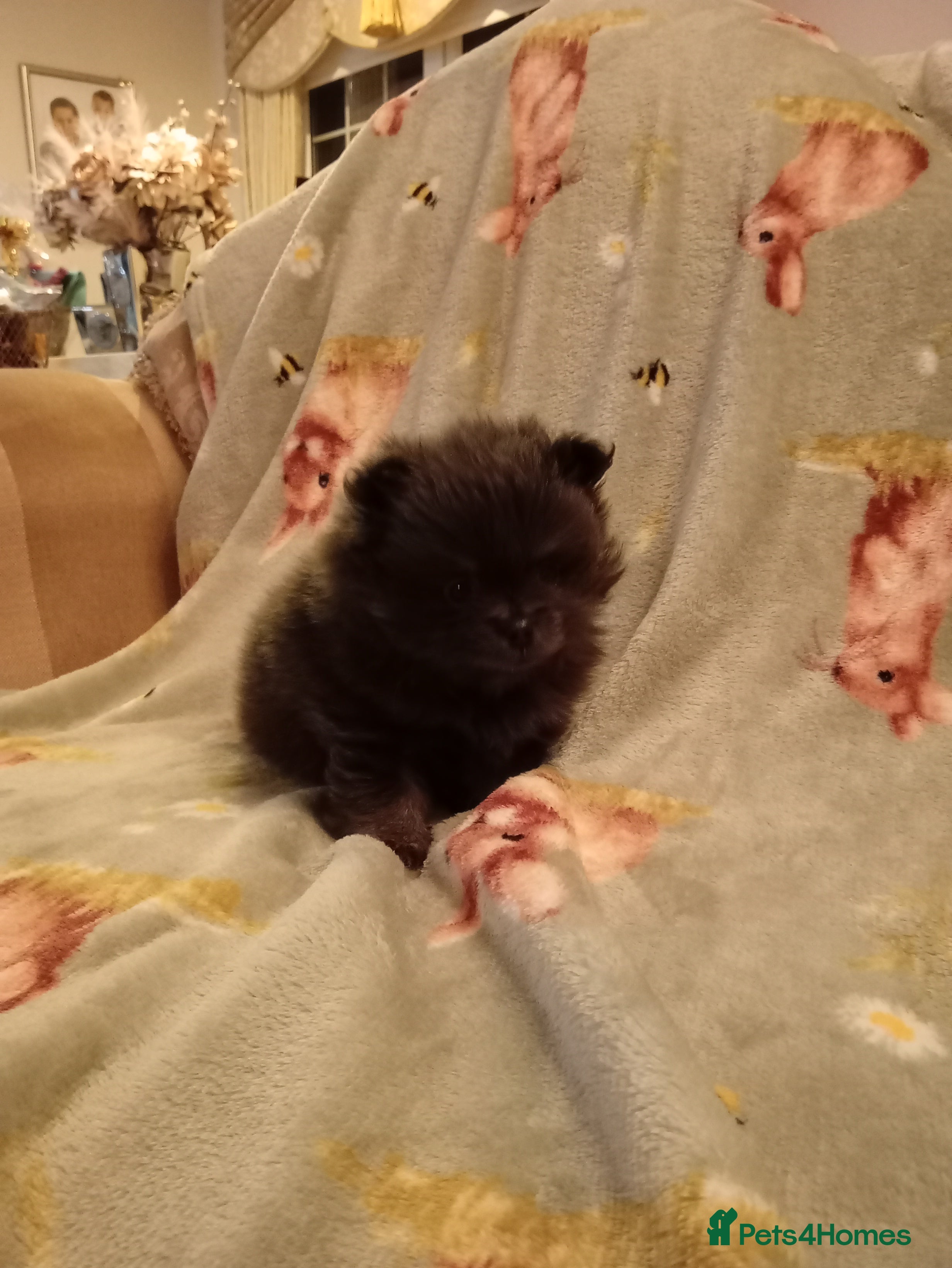 Pomeranian dogs Blue girl pomeranian - Advert 13