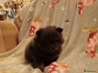 Pomeranian dogs Blue girl pomeranian - Advert 4