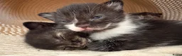 Mixed Breed cats for sale: 5 Moggy Kittens  - Advert 12