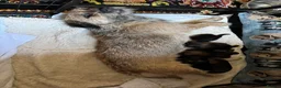 Border Terrier dogs for sale: Border terrier dog in Preston - Advert 2
