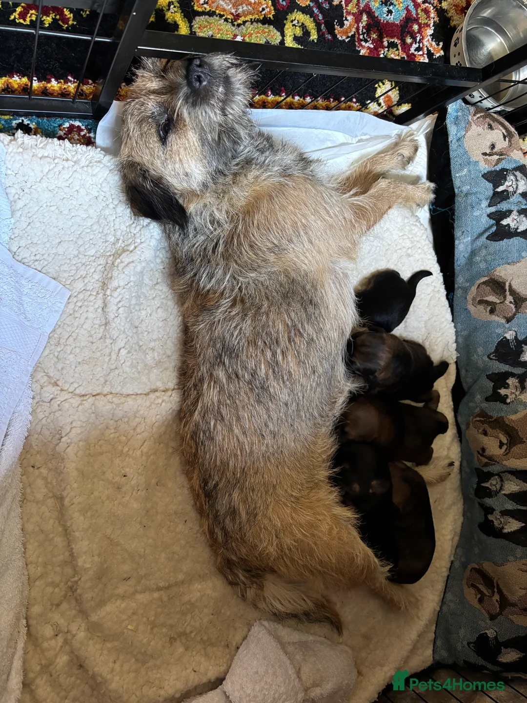 Border Terrier dogs for sale: Border terrier dog in Preston - Advert 2