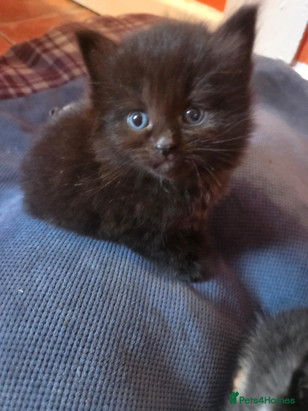 Mixed Breed cats for sale: Beautiful maincoon cross kittens - Advert 2