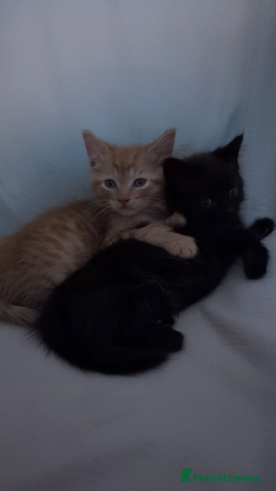 Mixed Breed cats for sale: Last male kitten  in Oswestry - Advert 2