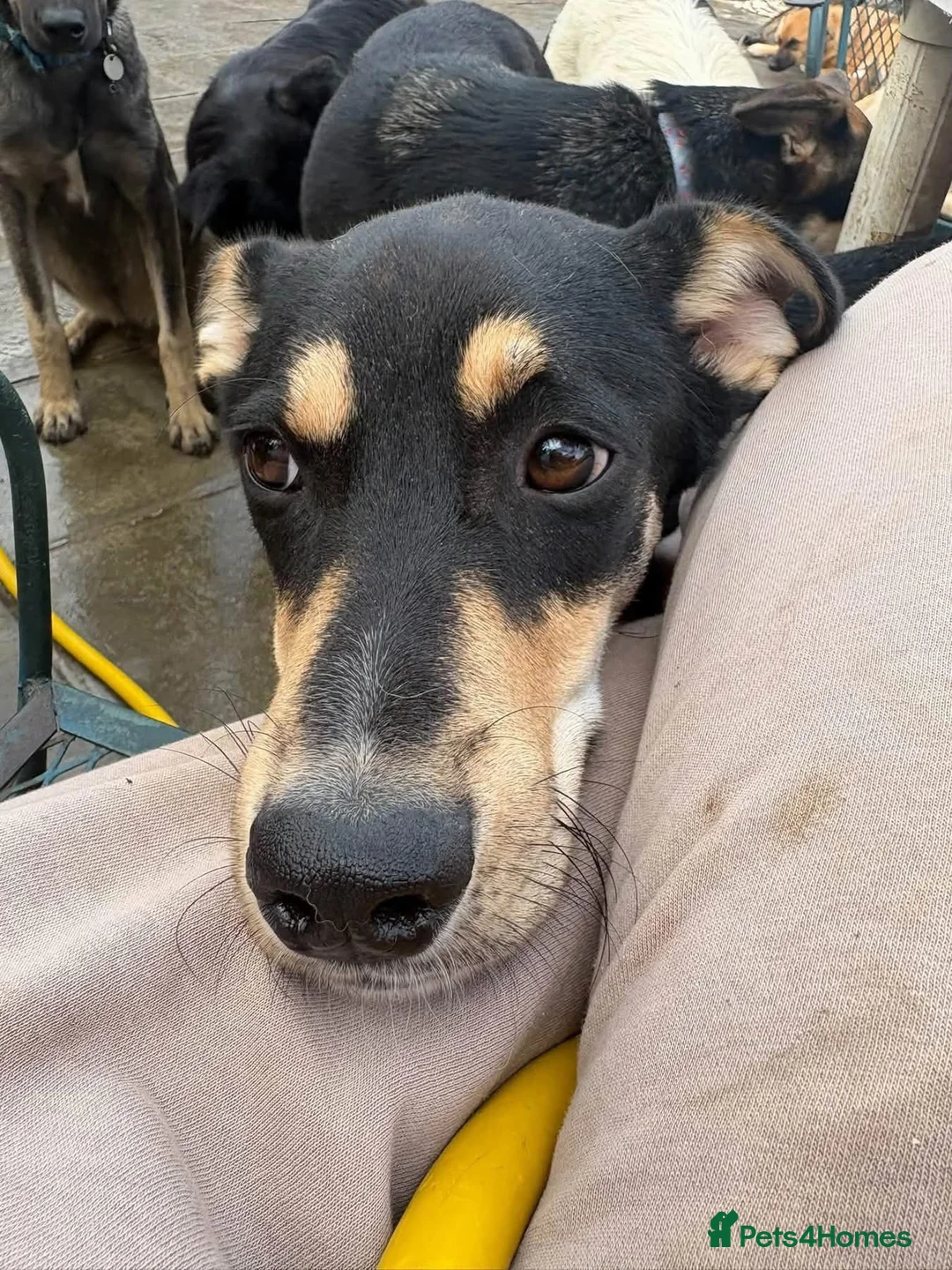 Mixed Breed dogs for adoption: Judy - Norwich Norfolk  - Advert 18