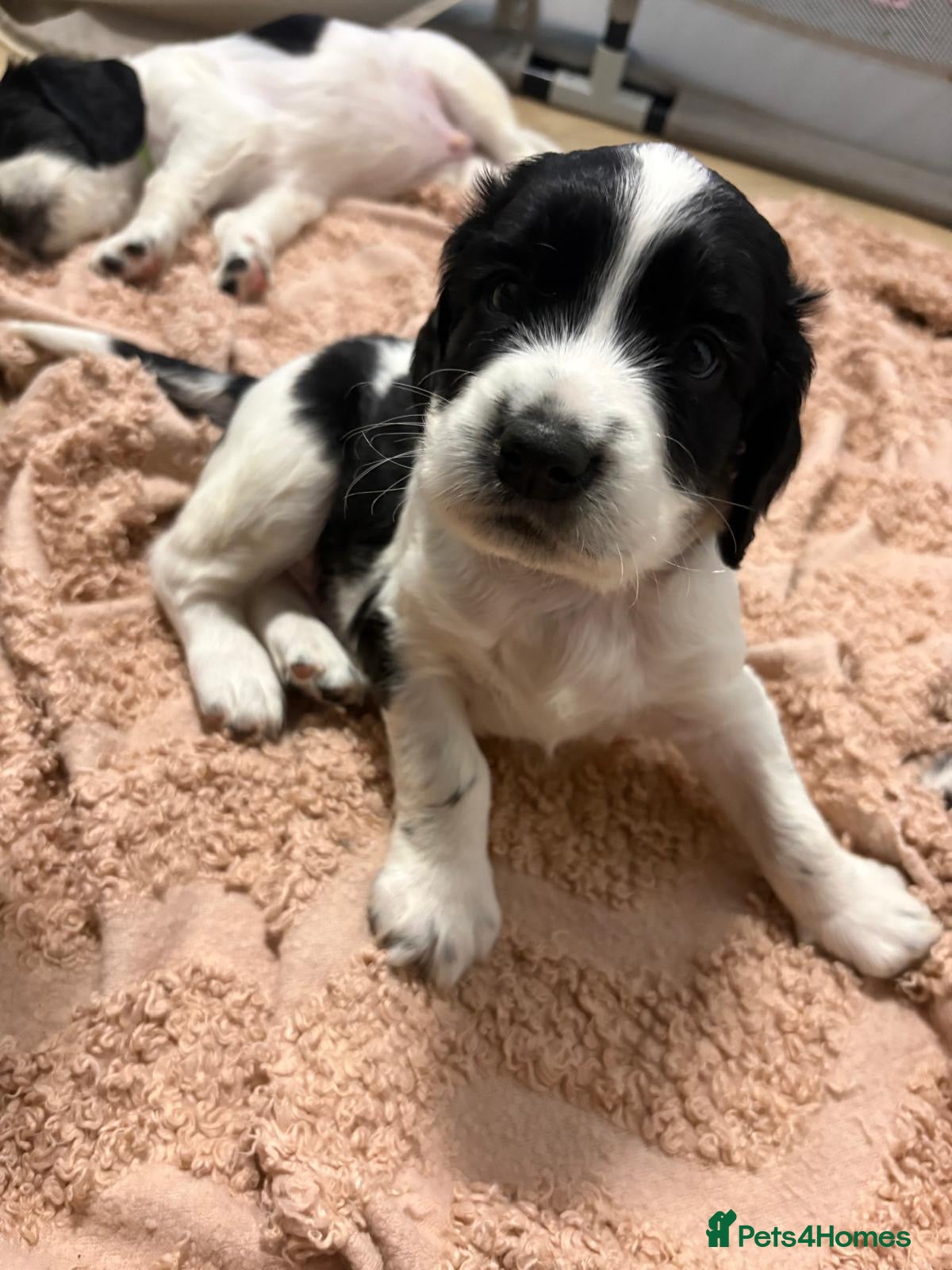 English Springer Spaniel dogs 4 weeks old🐶❤️AdorableSpringerSpanielPuppie 🐶❤️  - Advert 2