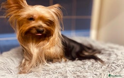Yorkshire Terrier dogs for sale: Boy Yorkshire Terrier  - Image 11