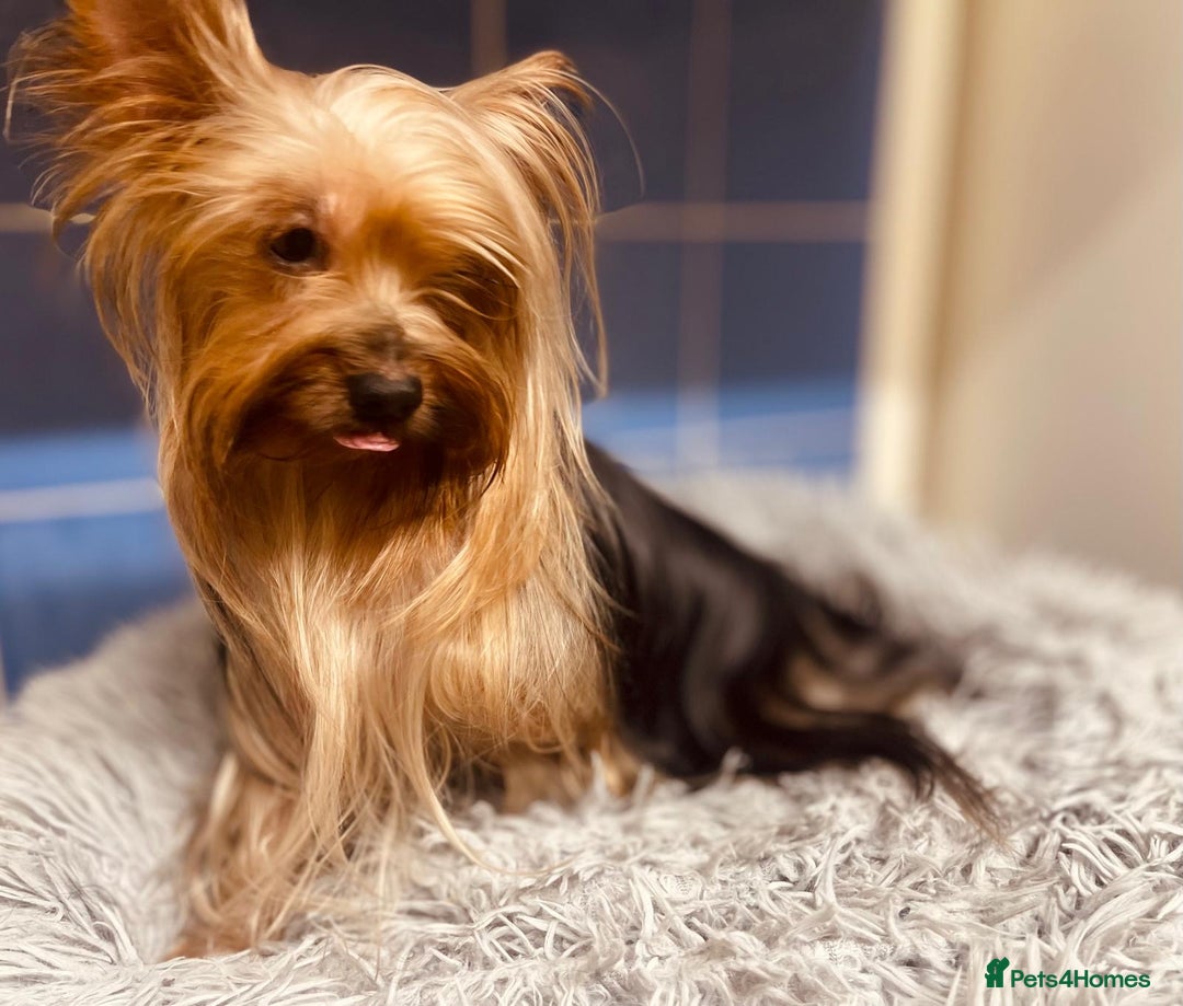 Yorkshire Terrier dogs for sale: Boy Yorkshire Terrier  - Image 11