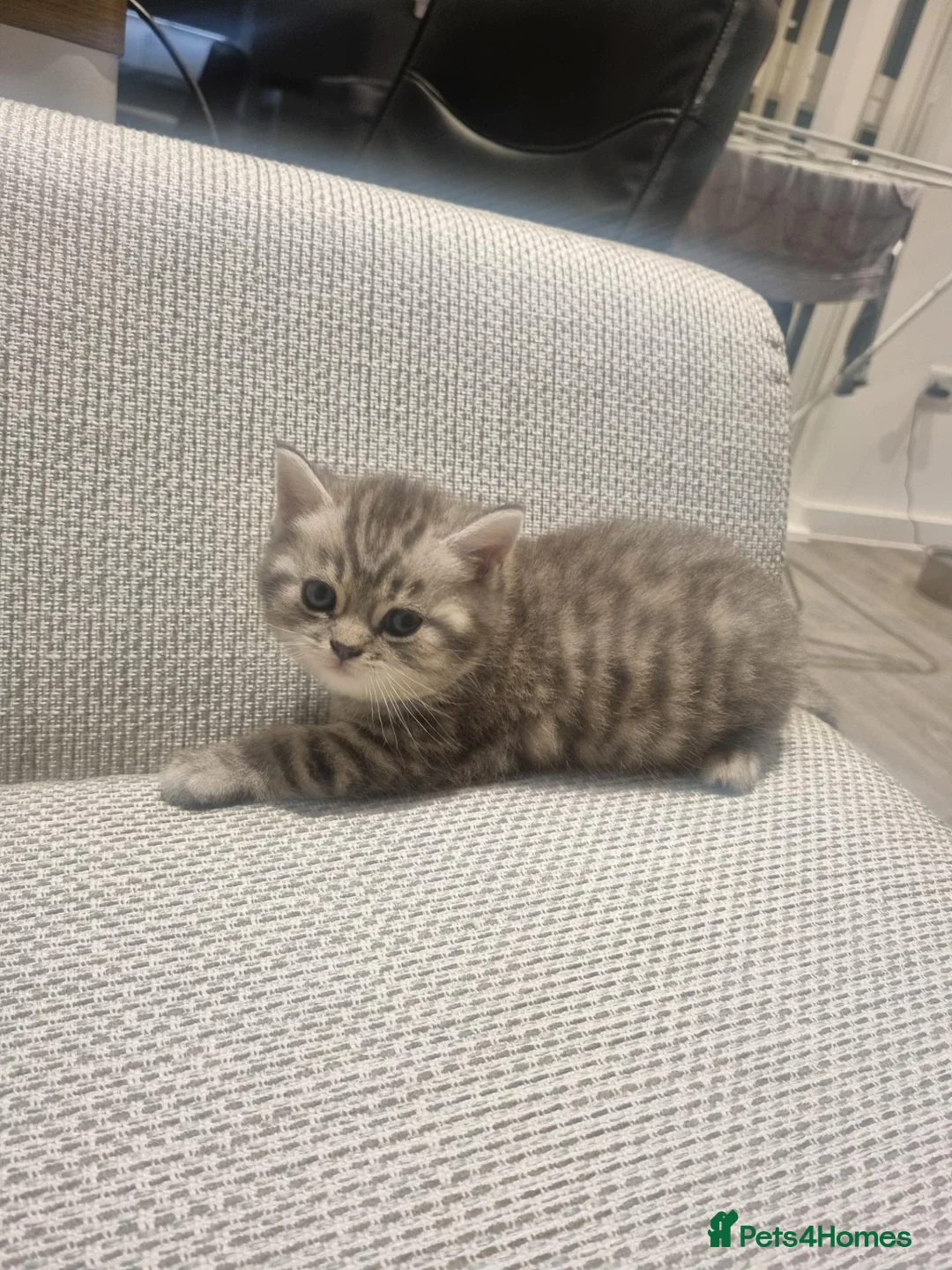 British Shorthair cats for sale: Stunning British Shorthair Kittens  - Advert 1