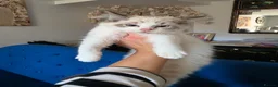 Ragdoll cats for sale: Registered/Pedigree/Stunning/Ragdolls  - Advert 26