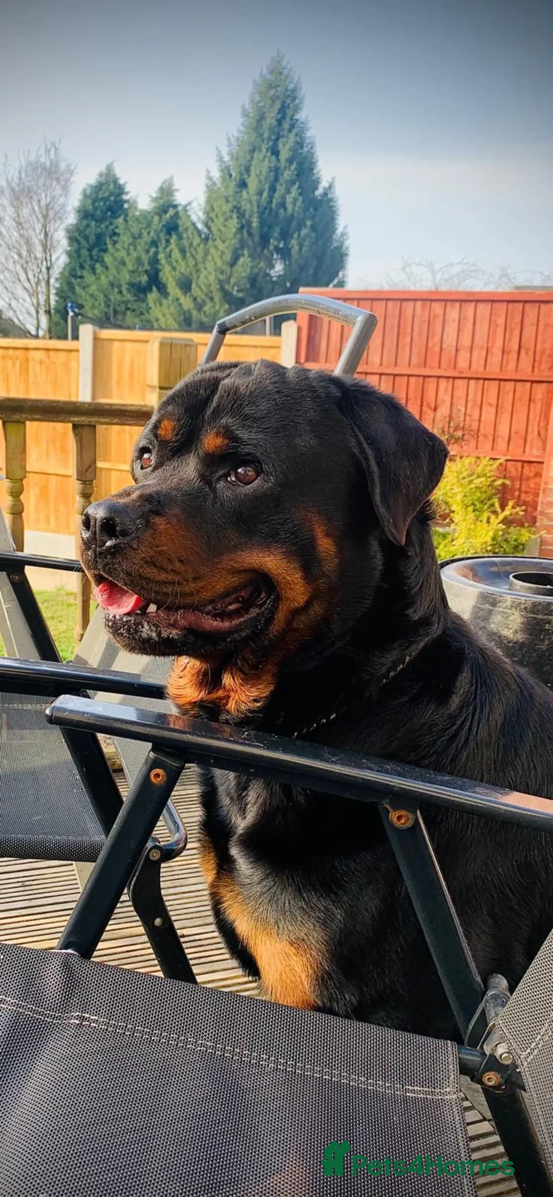 Rottweiler dogs for stud: Protection trained Serbian Rottweiler for Stud in Oldbury - Advert 1