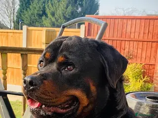 Rottweiler dogs Protection trained Serbian Rottweiler for Stud - Advert 1