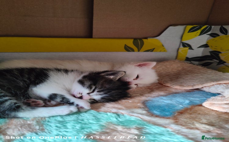 Turkish Angora cats - Advert 2
