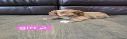 Cockapoo dogs for sale: Adorable F1 Cockapoo pups ♥️🐕🐾 in Bury Saint Edmunds - Advert 12