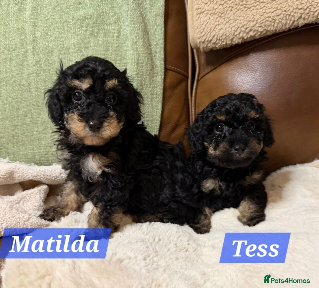 Maltipoo dogs for sale: Multipoo - Advert 23
