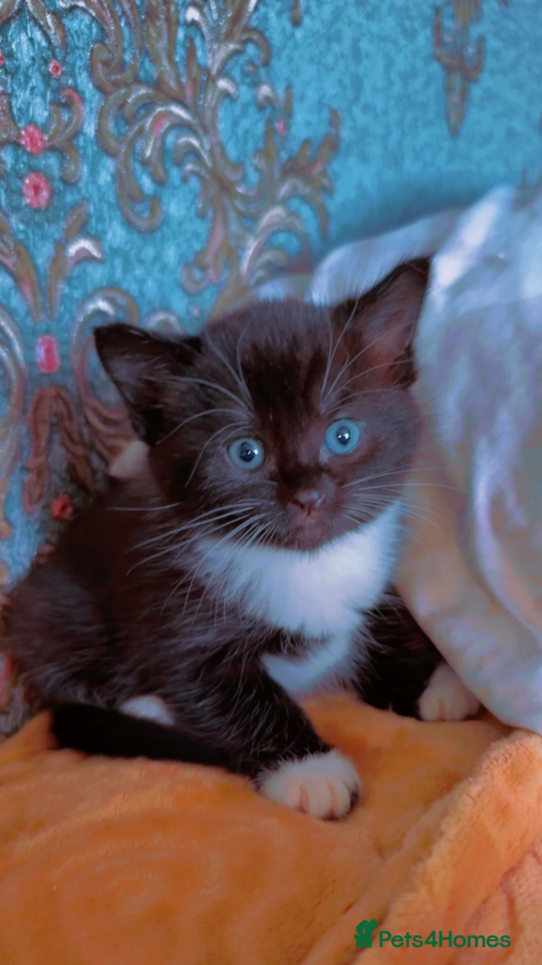 Ragdoll cats for sale: 4 Gorgeous Ragdoll kittens 🐾🎀 - Advert 2