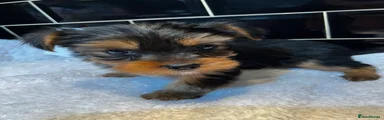 Yorkshire Terrier Puppy 3