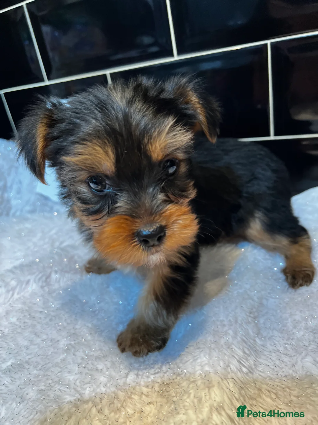 Yorkshire Terrier dogs for sale: Pedigree Yorkshire terriers - Advert 2
