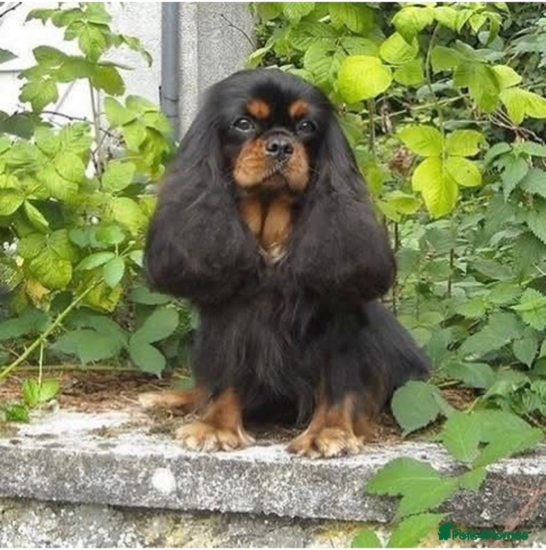 Cavalier King Charles Spaniel dogs for sale: KC Reg CKCS Puppies *health tested parents* - Image 13