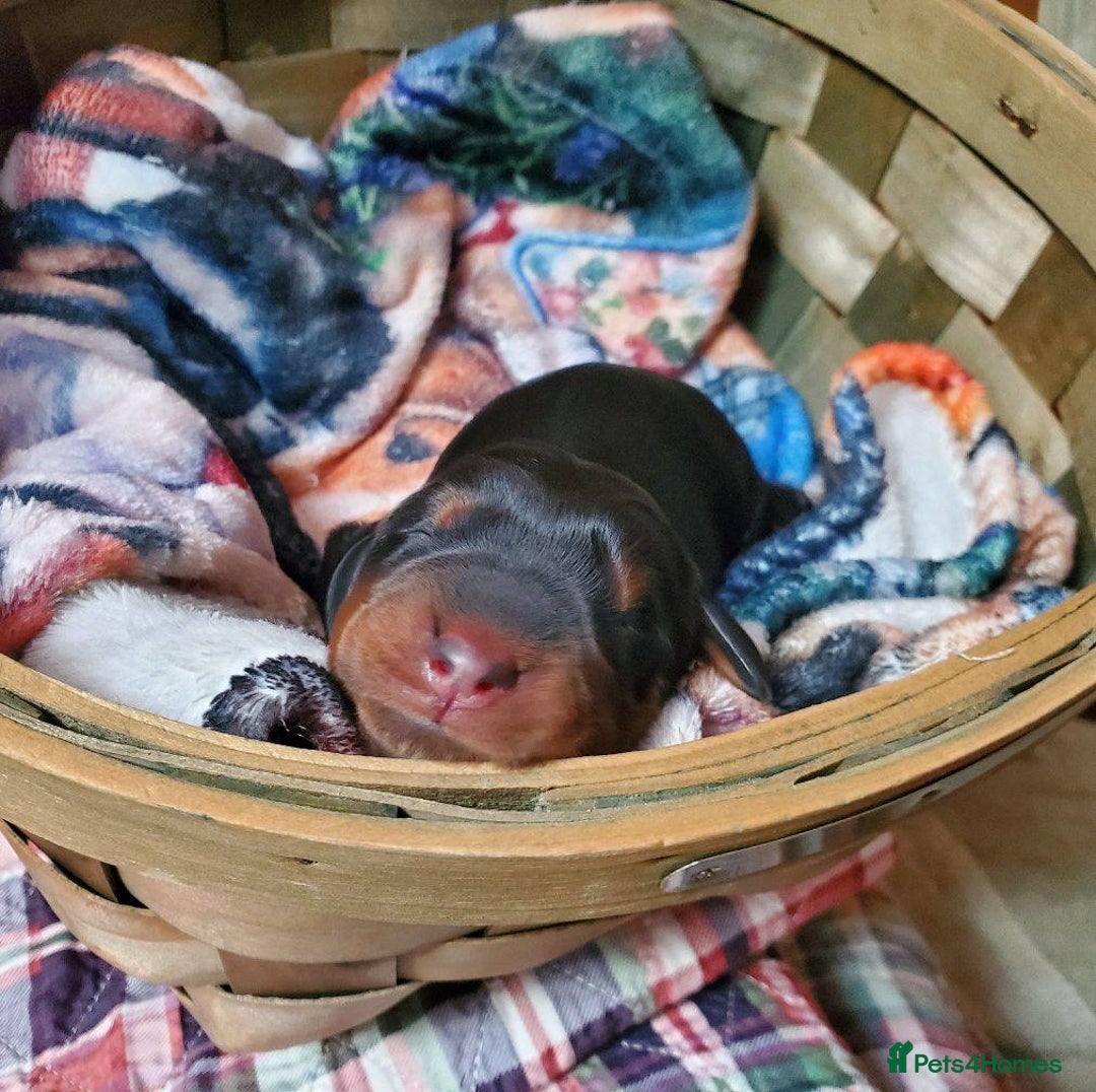 Gordon Setter dogs for sale: 🐾 Gordon Setter Puppies Raised in Our Home 🐾 - Advert 8