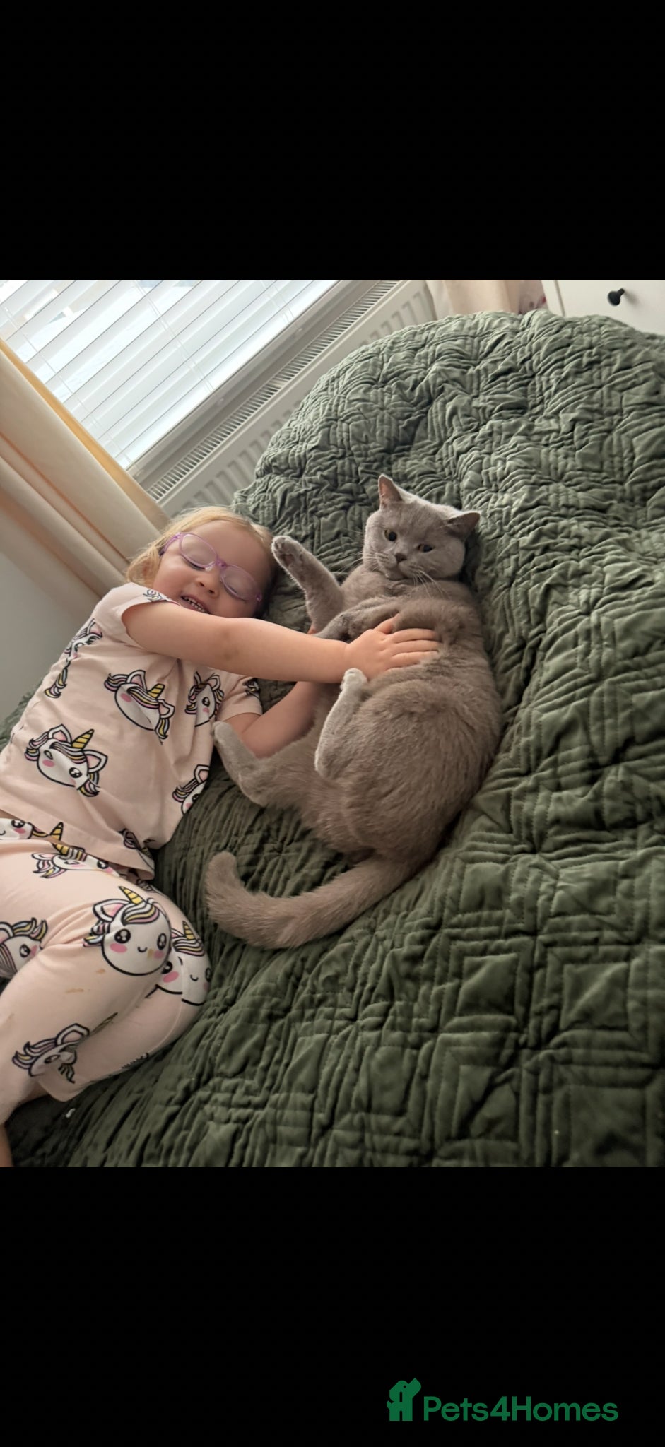British Shorthair cats for sale: Stunning GCCF-Registered British Shorthair Kittens - Advert 24