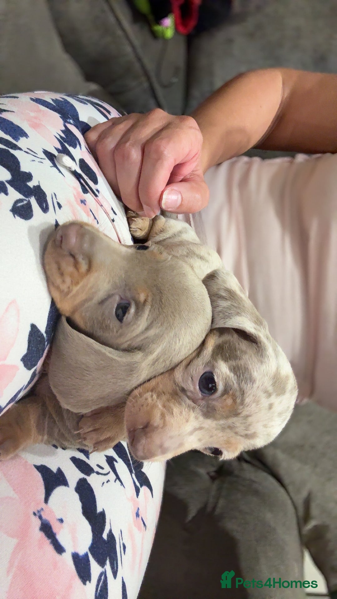 Miniature Dachshund dogs for sale: Beautiful litter of puppy’s  - Image 18