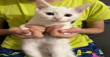 Siamese cats - Advert 12