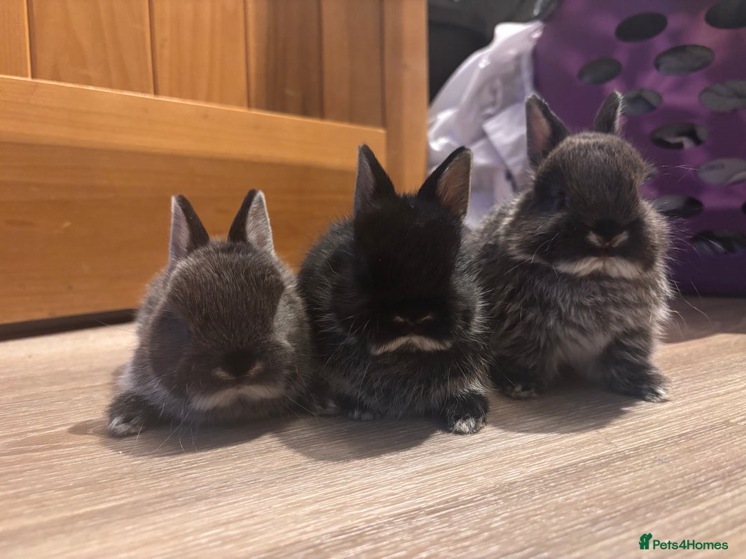 Netherland Dwarf rabbits for sale: Netherland Dwarf Bunnies - Advert 1
