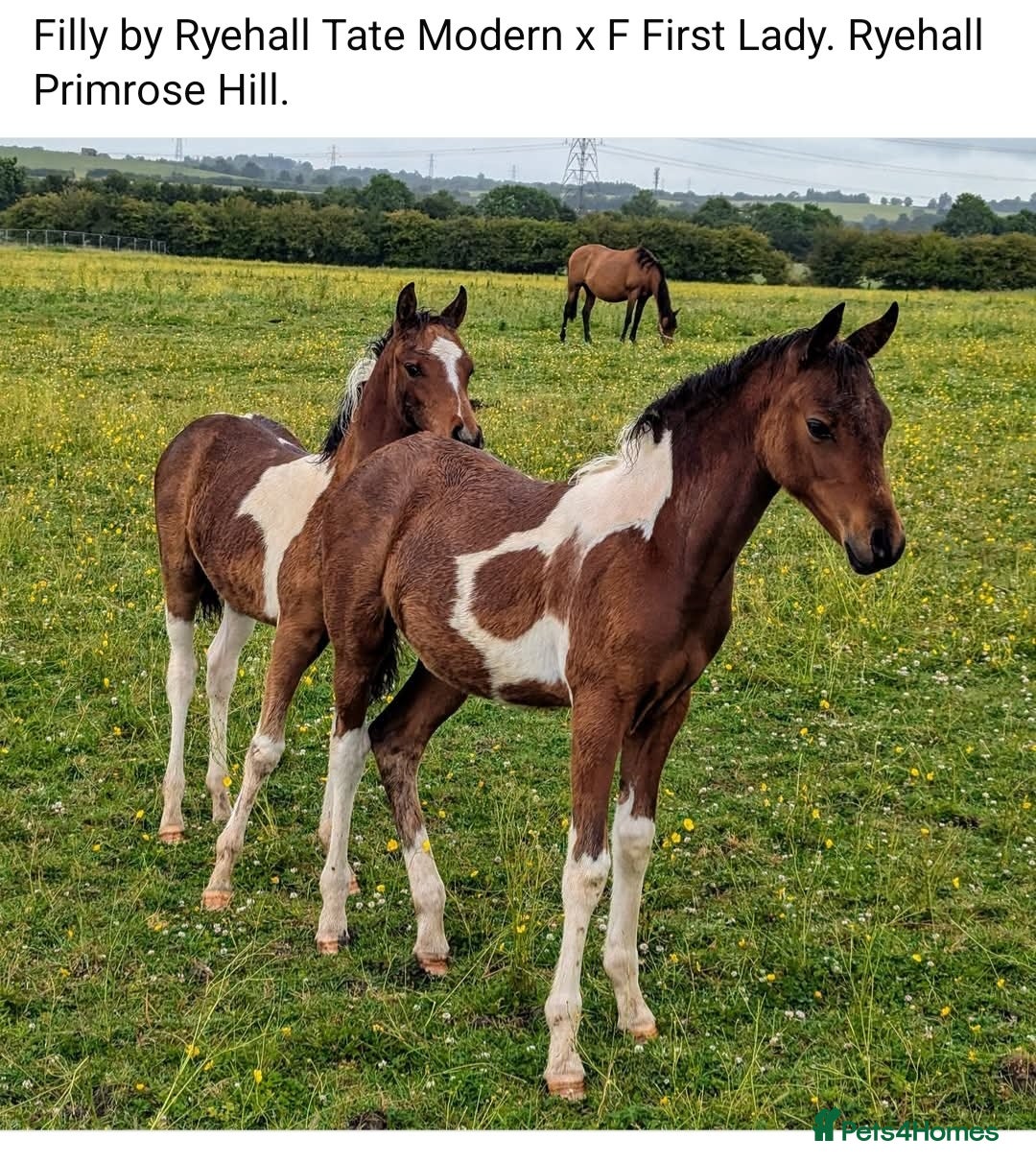 Arabian horse horses for sale: 67% stunning part arab mare prolific in hand - Image 4