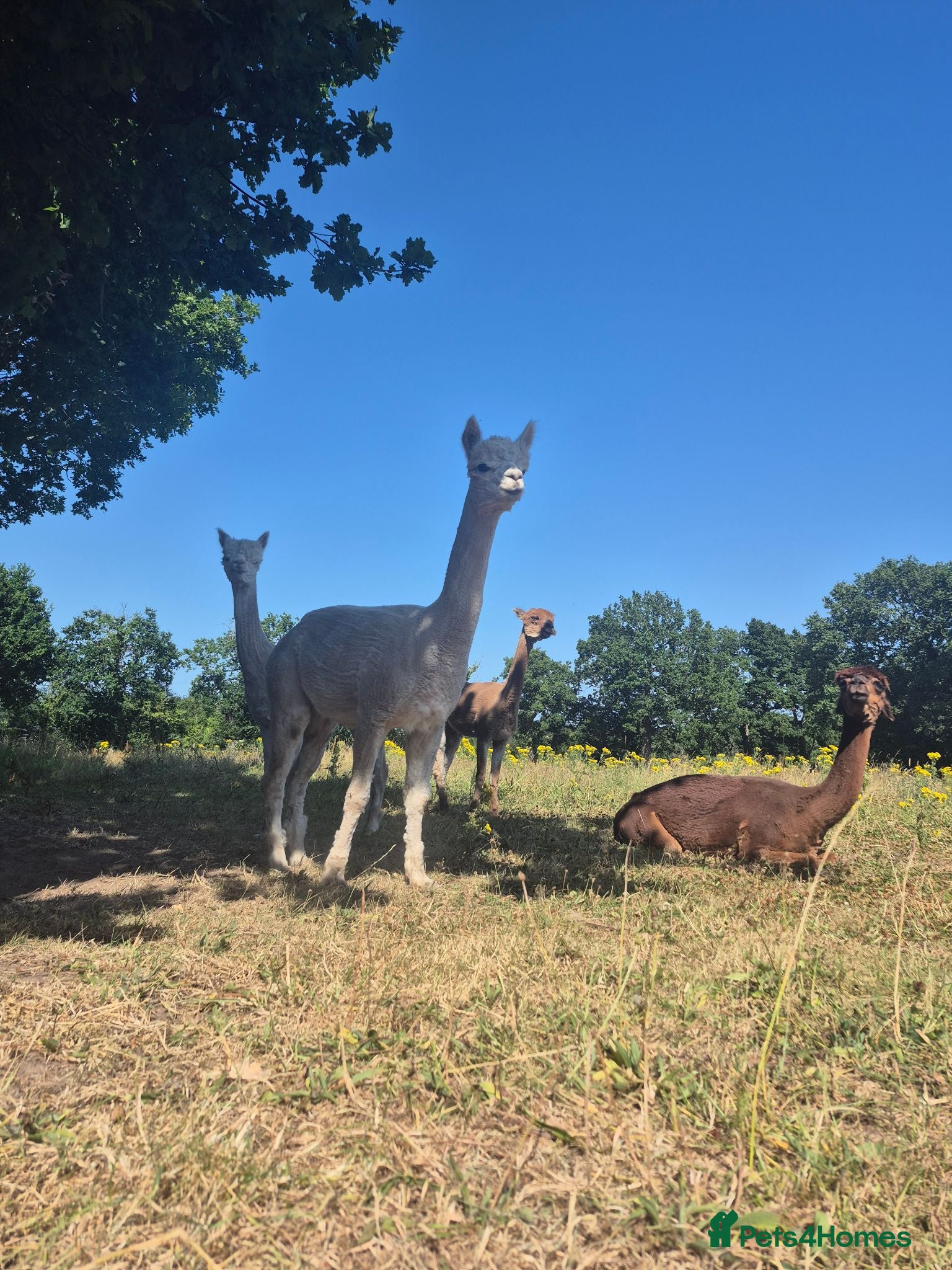 Alpaca livestock 4 castrated alpacas - Advert 1
