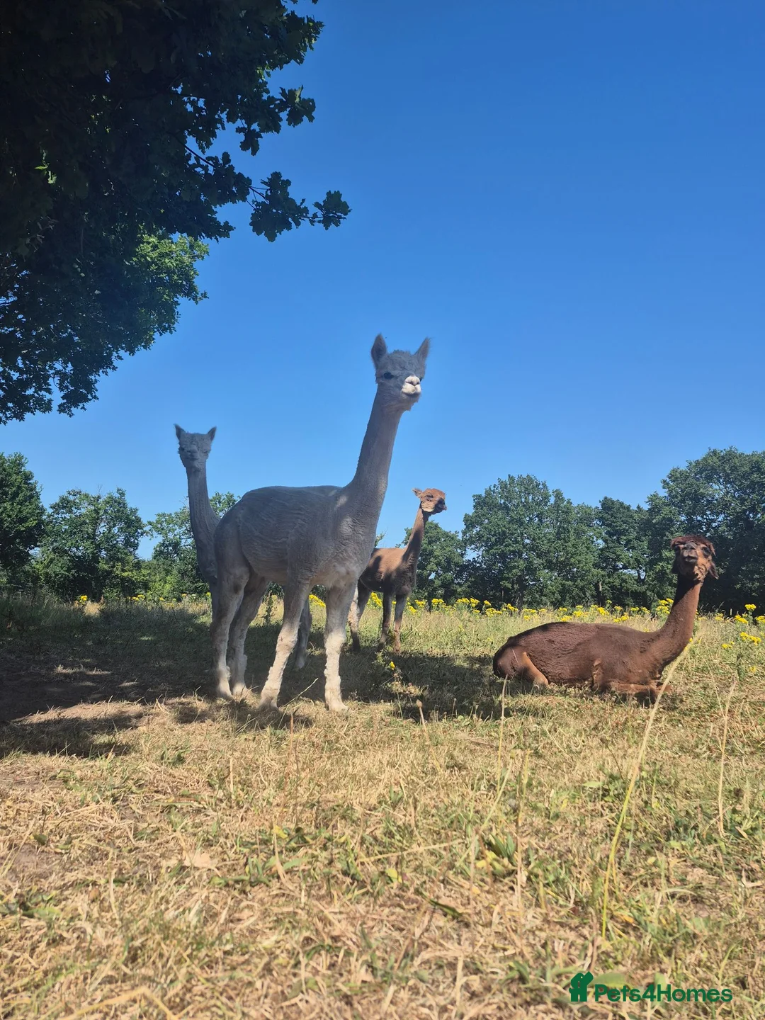 Alpaca livestock for sale: 4 castrated alpacas in Winsford - Advert 1