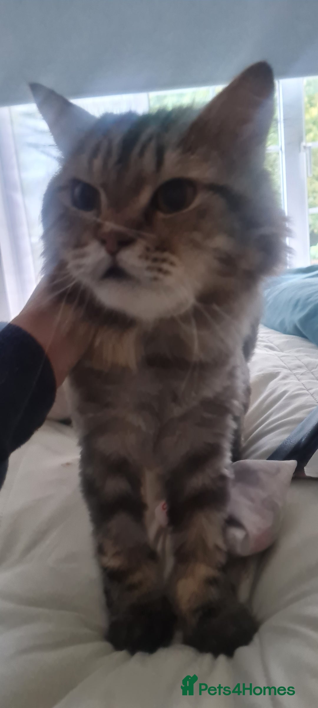 Mixed Breed cats for adoption: Rio wants warm cuddles and lots of fuss - Image 4